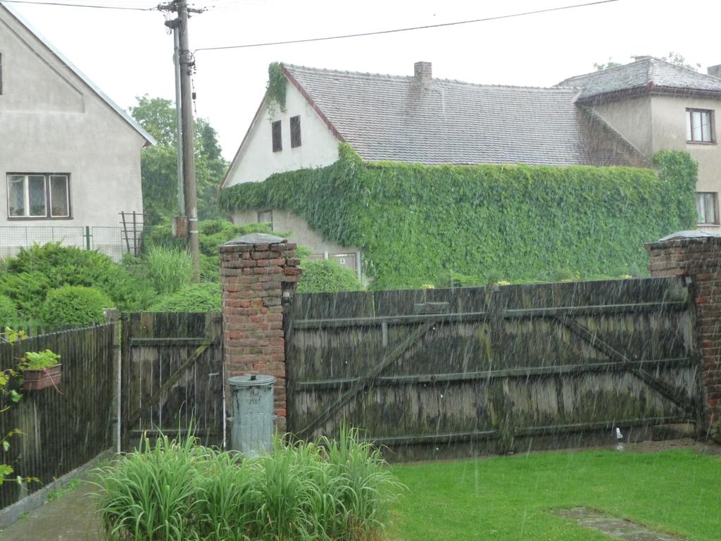 Třibřichy